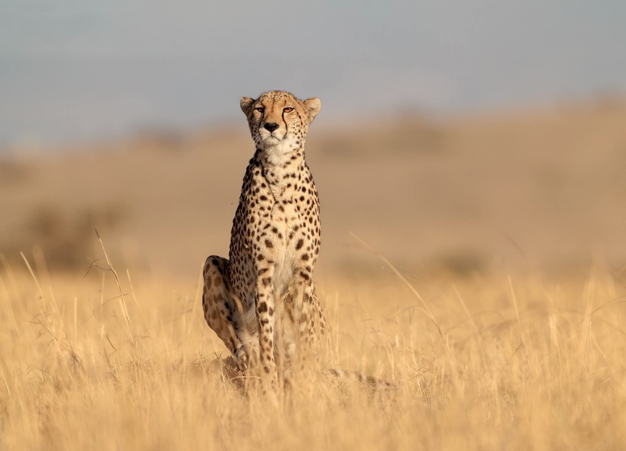 Serengeti National Park Tanzania self drive safari